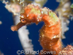 Sea horse
Provo, Turks and Caicos by Richard Bowes 